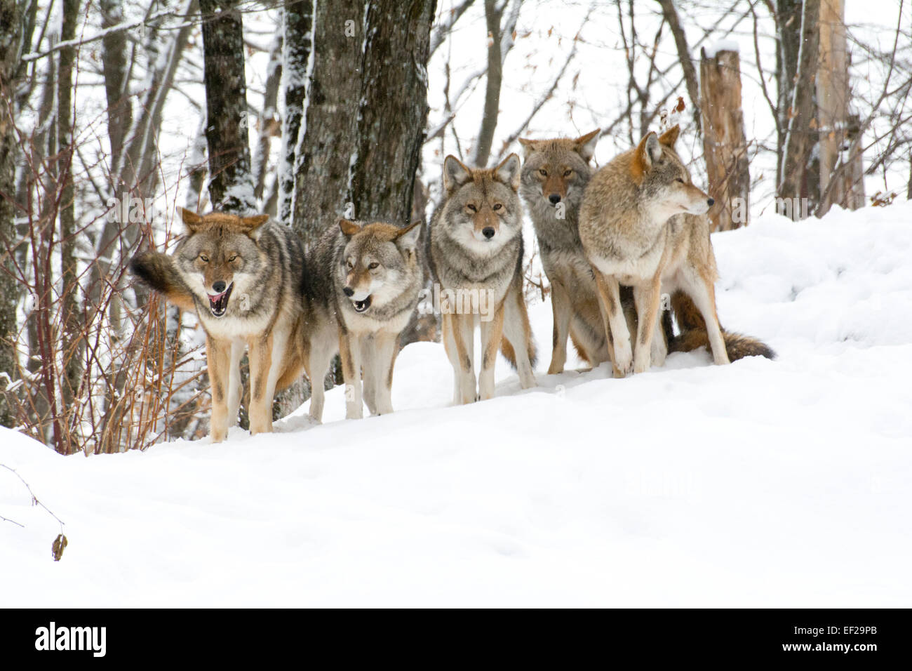 A group of Coyotes Stock Photo, Royalty Free Image 78112899 Alamy