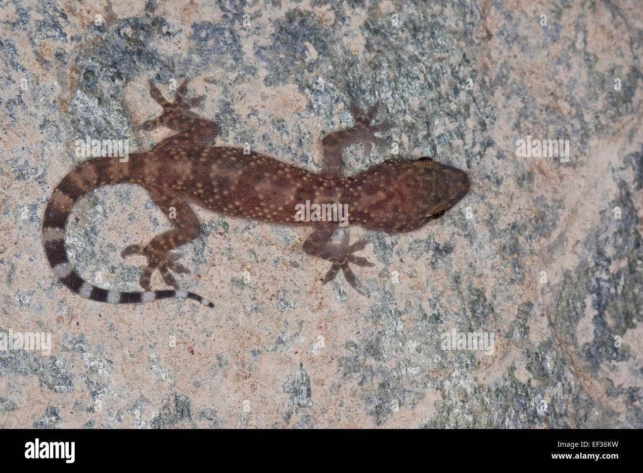 house gecko stock photos & house gecko stock images - alamy house gecko stock photos & house gecko stock images - alamy