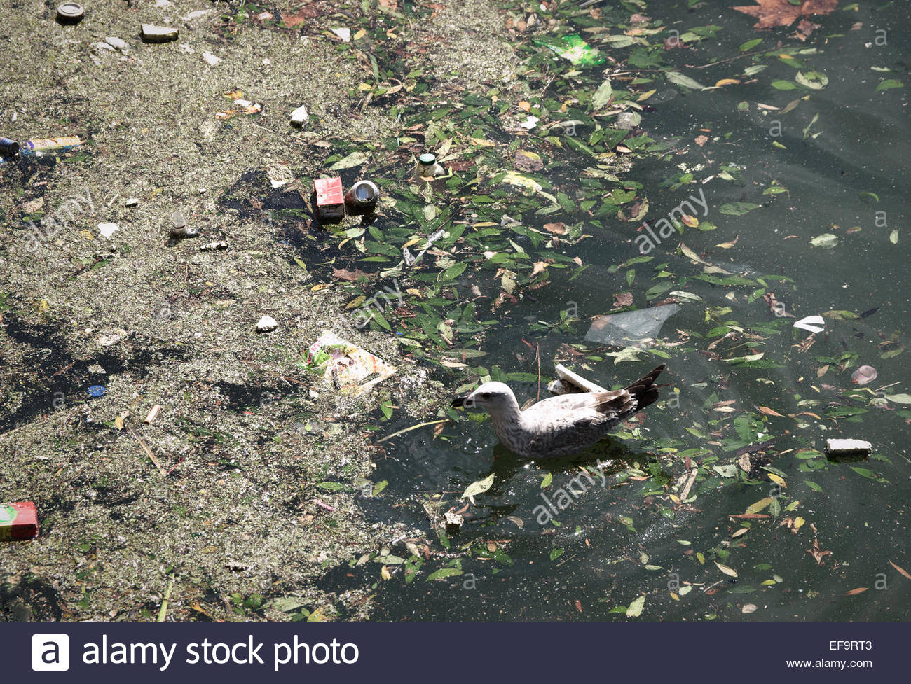 Thames River London Ontario Pollution | pollution in the river thames london uk stock photo Thames River London Ontario Pollution | pollution in the river thames london uk stock photo