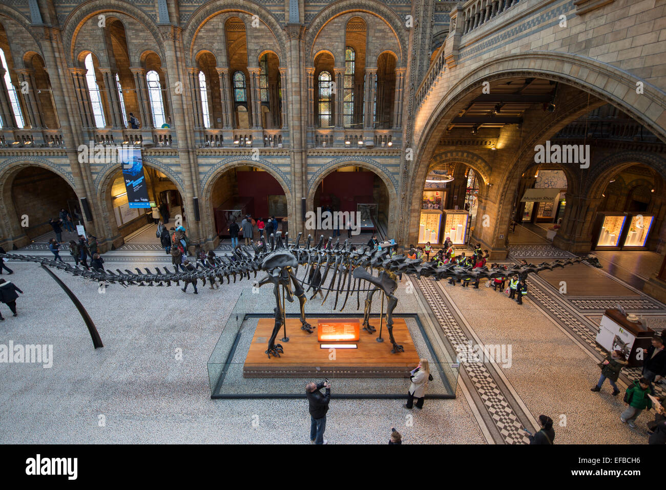 Dippy the diplodocus cast skeleton, Hintze Hall, Natural History Stock ...