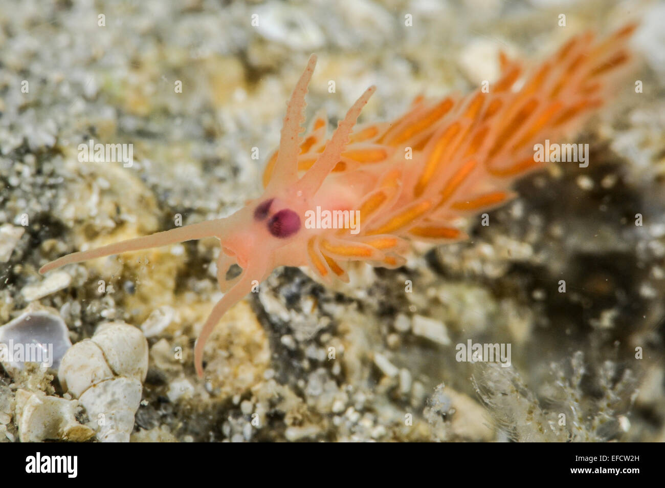 Flabellina Hi Res Stock Photography And Images Alamy