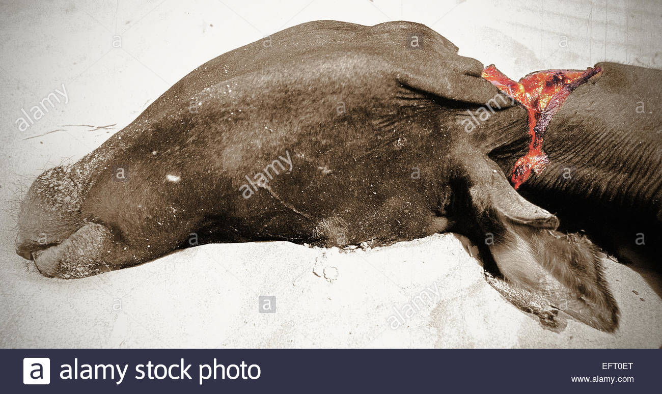 Niger Republic Of NER Western Africa Sahara Desert 2000 Nobody Farming Agriculture Donkey Animals Ass Equus Asinus Burro Niger Republic Of NER Western Africa Sahara Desert 2000 Nobody Farming Agriculture Donkey Animals Ass Equus Asinus Burro