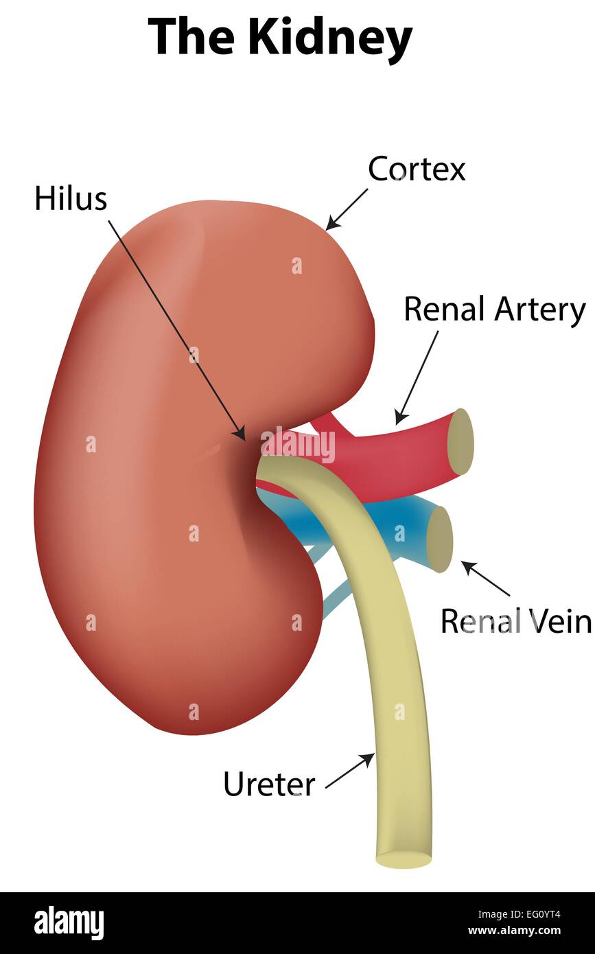 Kidney Labeled Diagram Stock Vector Art & Illustration, Vector Image