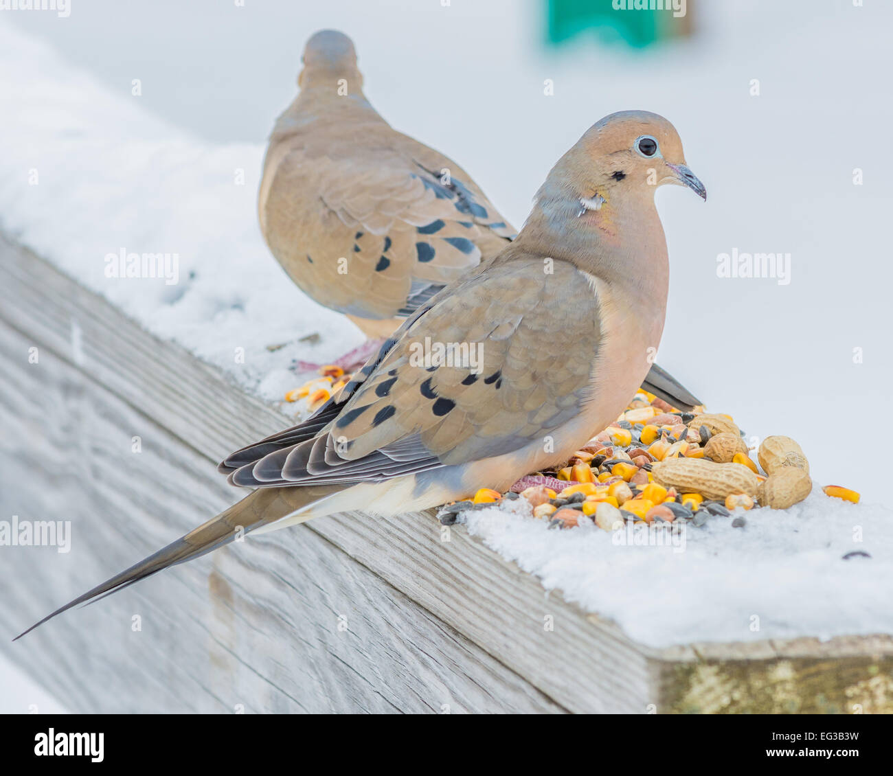bird seed for mourning doves bird seed for mourning doves