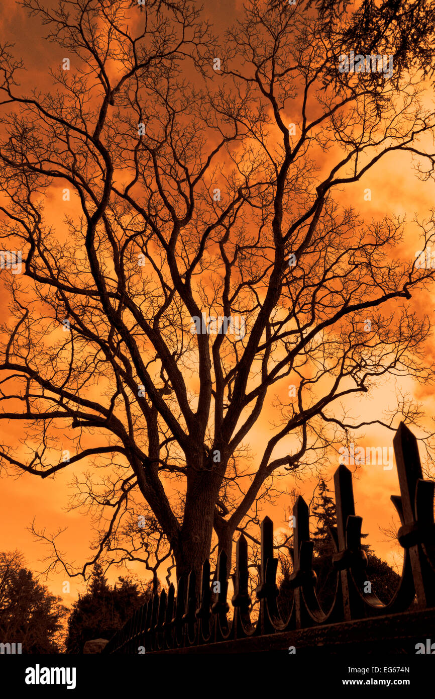 silhouette-of-a-tall-branching-tree-and-