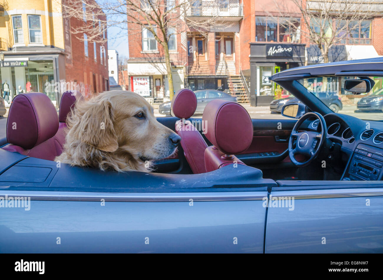 Golden Retriever dog waiting for it's owner in a convertible car Stock