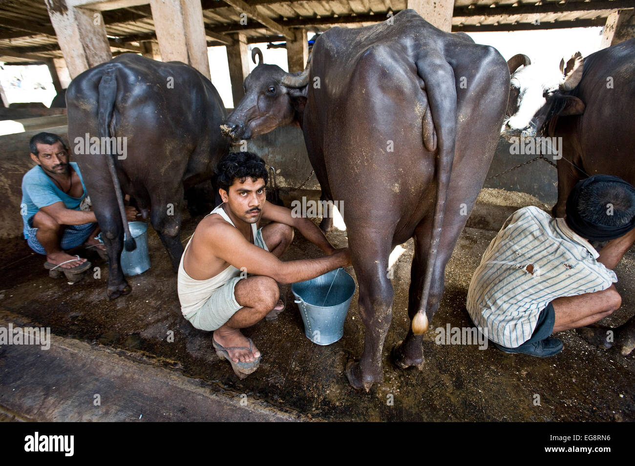 Aarey Milk Colony is a conglomeration of private buffalo dairy farms