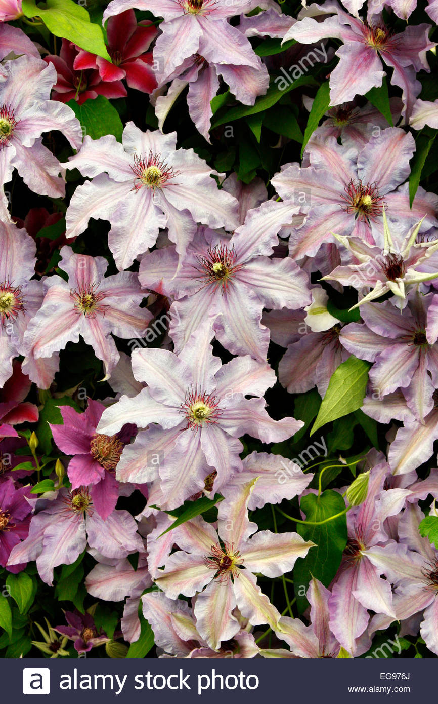 Clematis 'The First Lady' Stock Photo, Royalty Free Image 78879210 Alamy