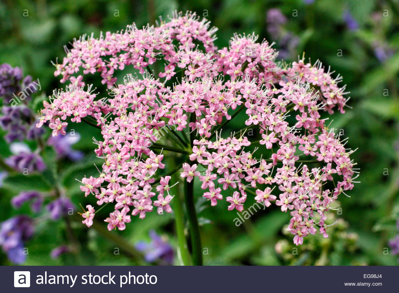 Pimpinella Major Rosea Stock Photo Royalty Free Image 78880316 Alamy