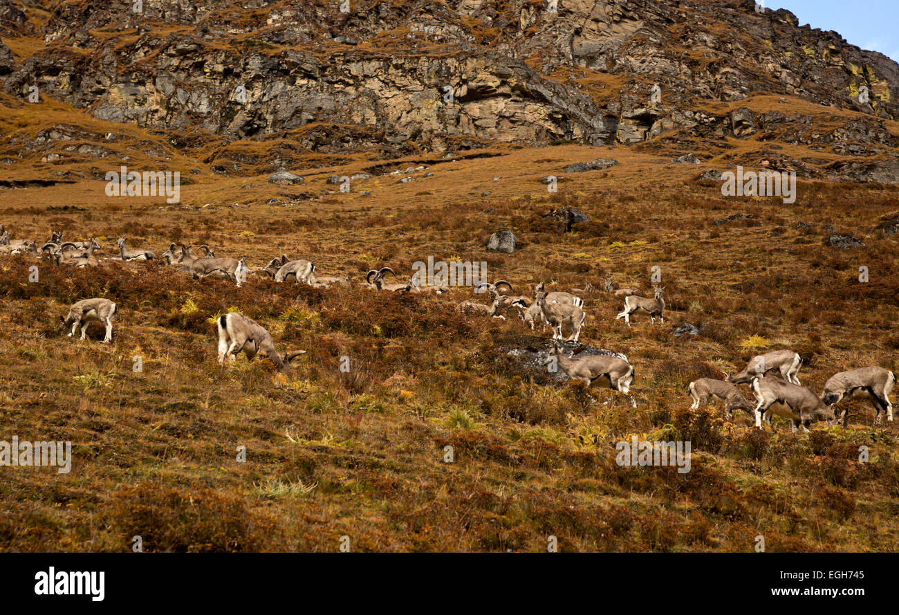 Bu Bhutan Himalayan Blue Sheep On The Open Hillsides Above