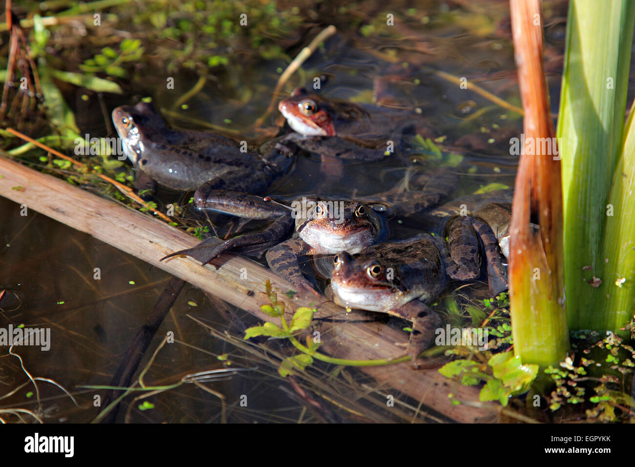 Rana Temporaria Common Frog Annual Breeding In A Garden Pond