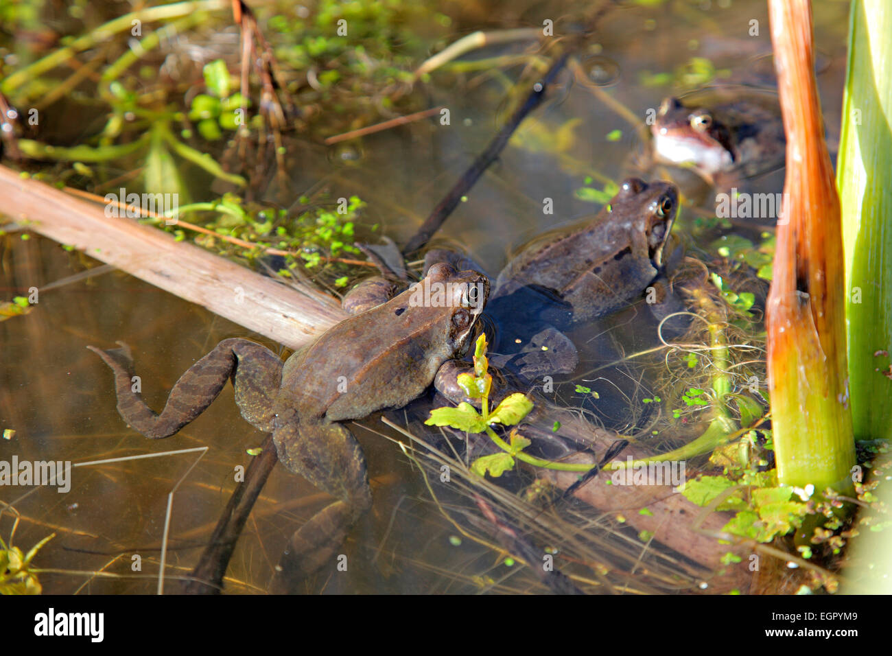 Rana Temporaria Common Frog Annual Breeding In A Garden Pond