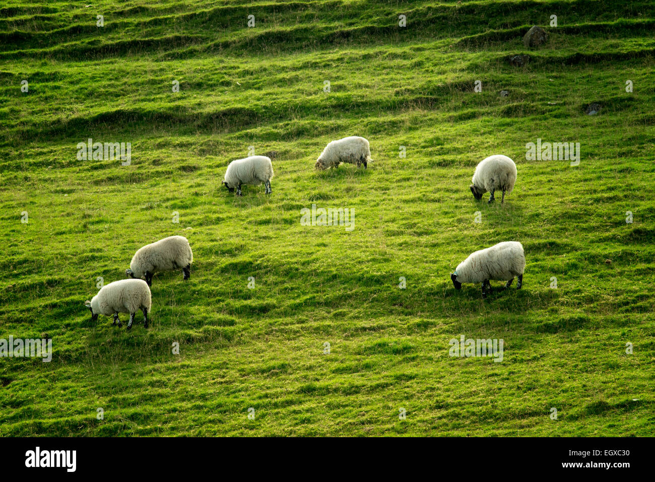 Hillside Sheep Hi Res Stock Photography And Images Alamy