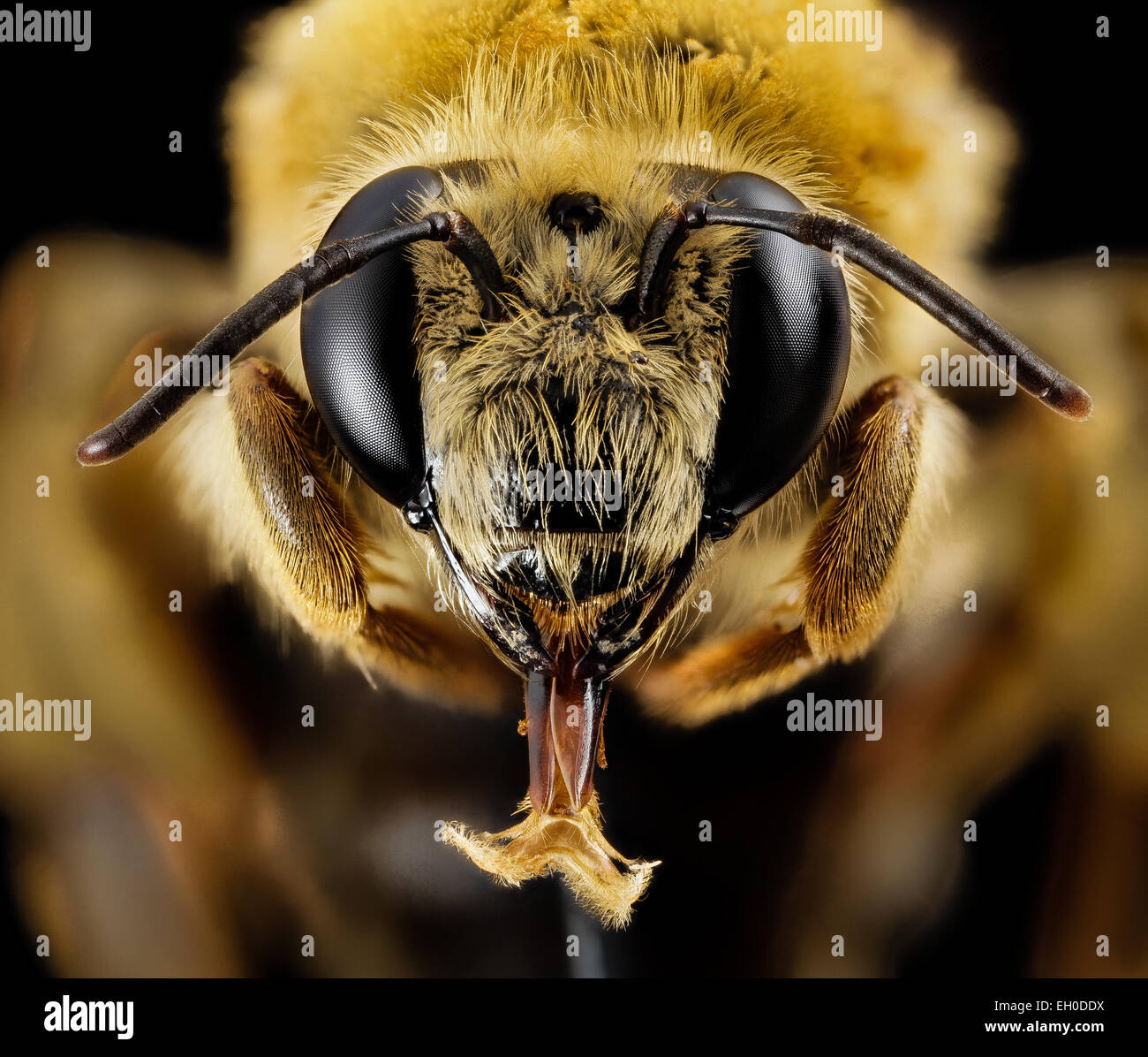 Caupolicana Electa F Ga Baker Face Stock Photo Alamy