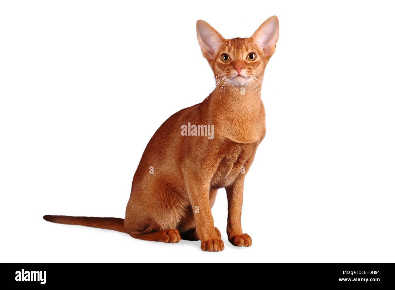 Abyssinian cat sitting isolated on white Stock Photo, Royalty Free ... Abyssinian cat sitting isolated on white Stock Photo, Royalty Free ...
