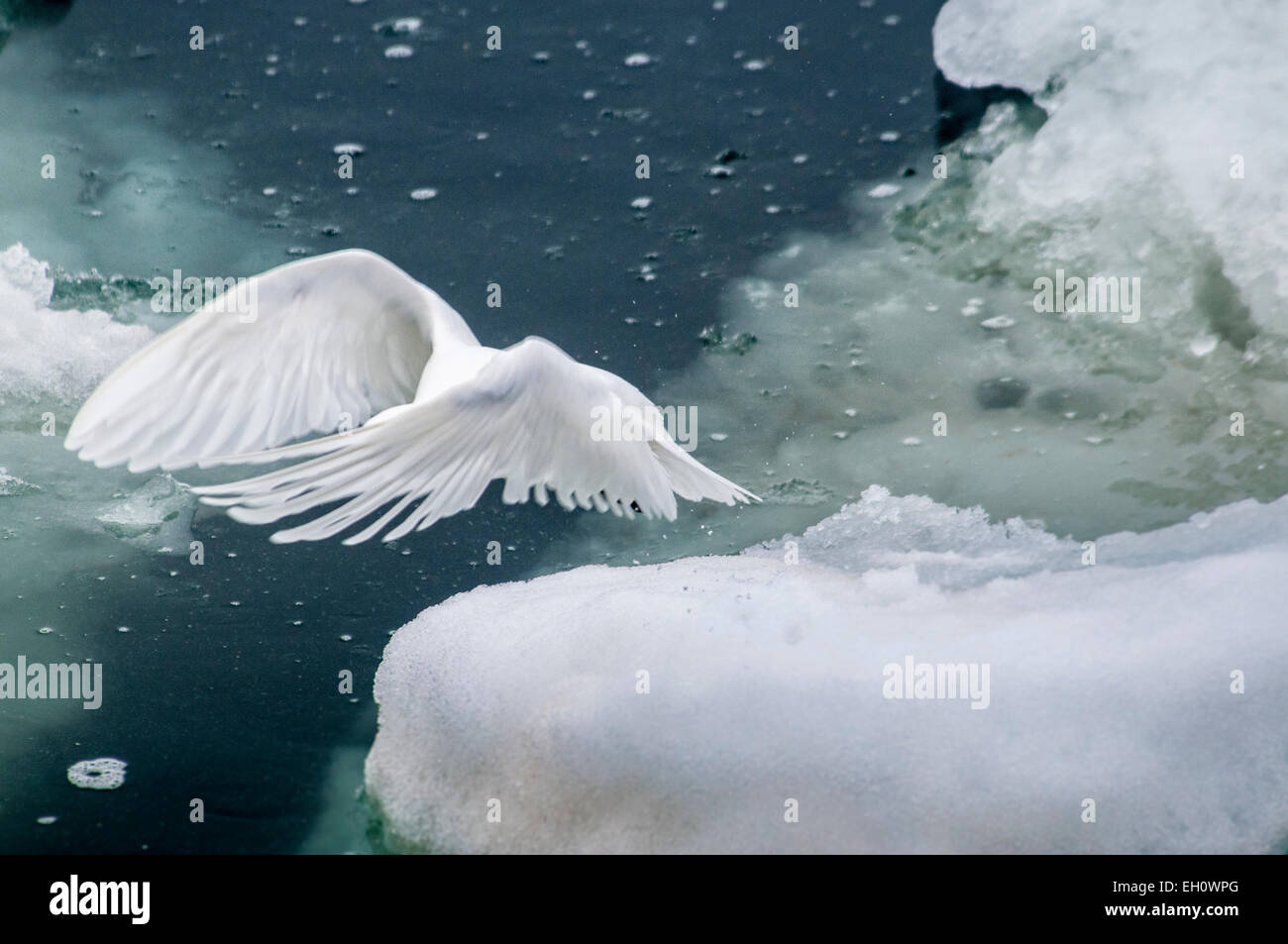 dreamy-image-of-an-adult-ivory-gull-page