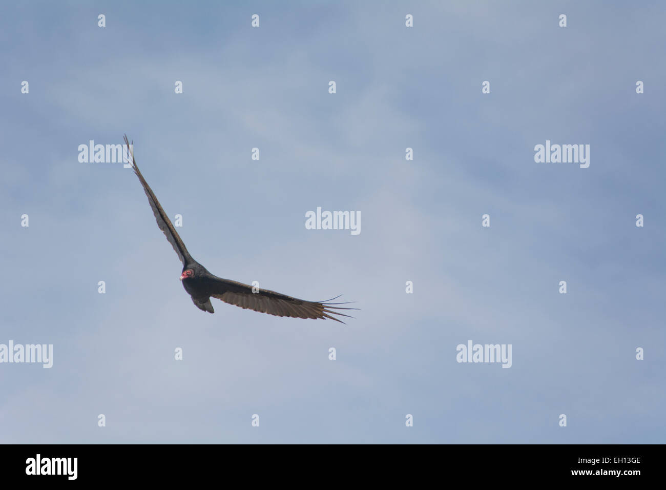 Cathartes aura Turkey Vulture soaring during migration,against a blue