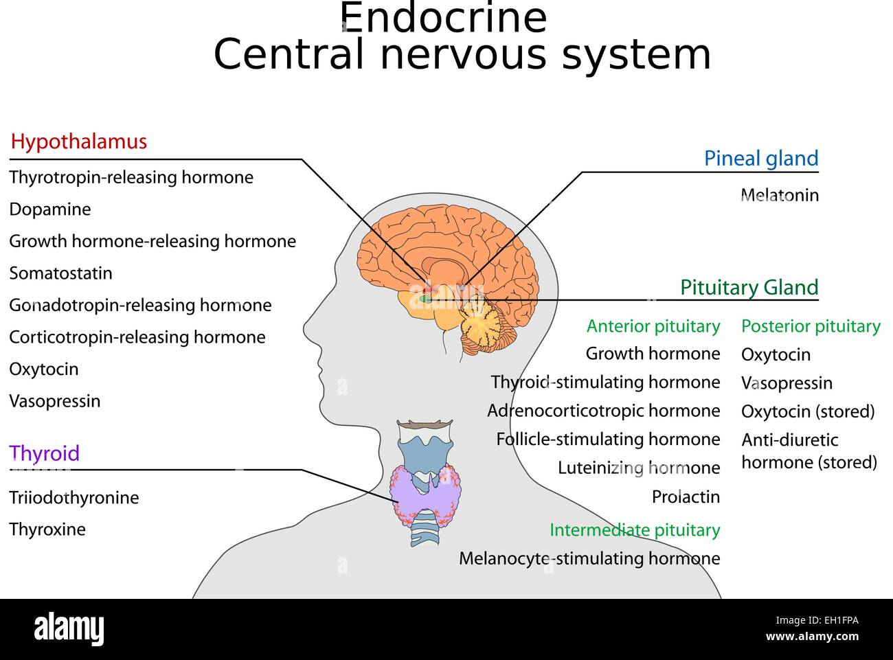 Endocrine central nervous system Clipboard Stock Vector Art