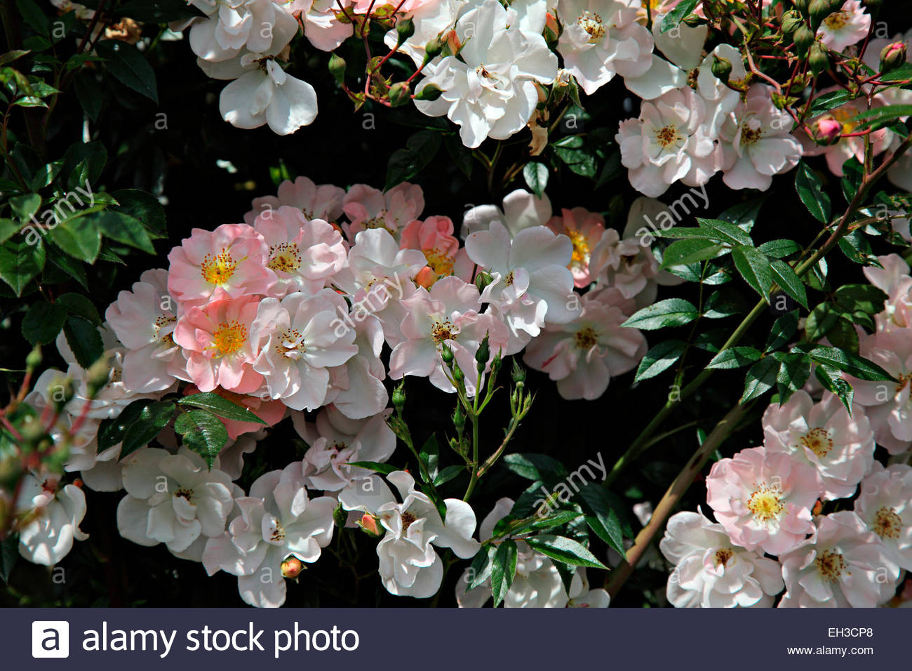 Rosa 'Open Arms' AGM climbing rose Stock Photo, Royalty Free Image