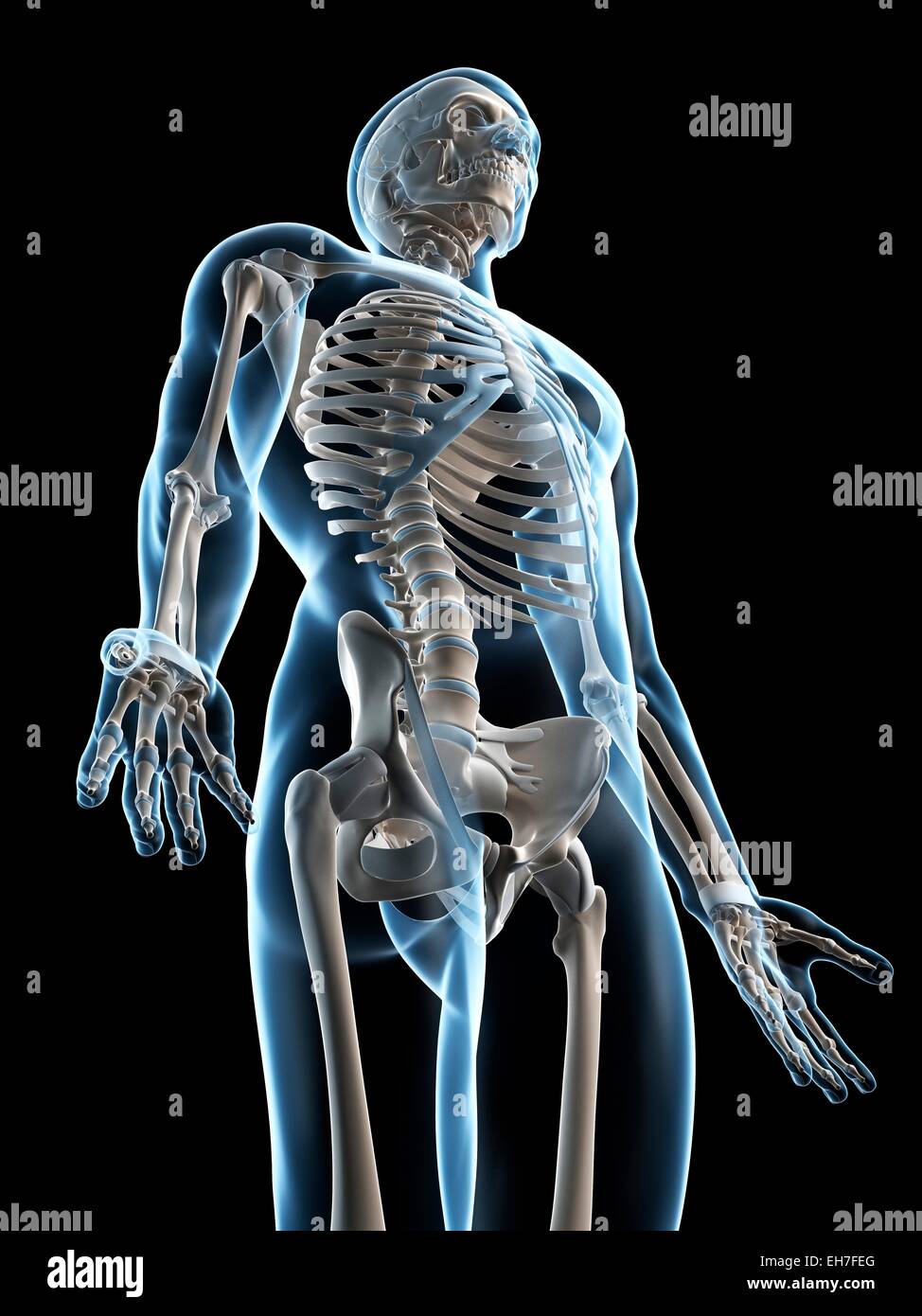 Human Skeletal System Artwork Stock Photo Alamy