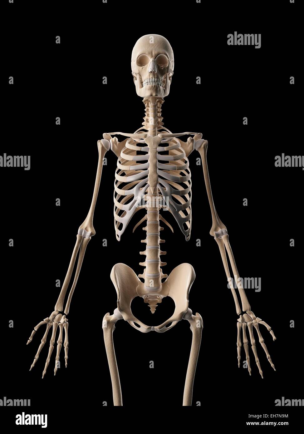 Human Skeletal System Illustration Stock Photo Alamy