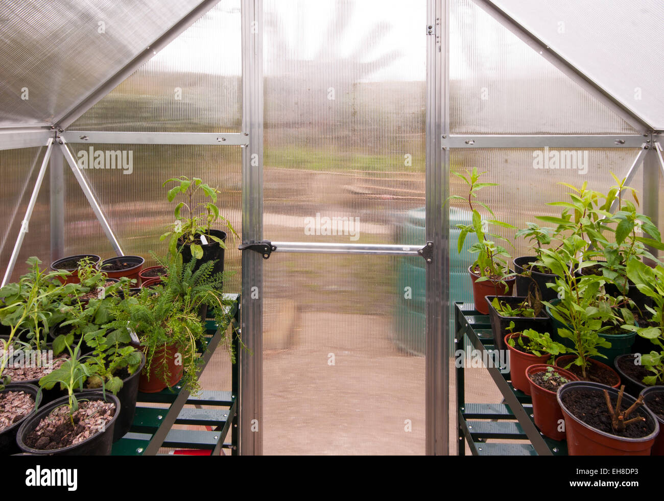 Inside View Of A Polycarbonate Garden Greenhouse With The Door Closed