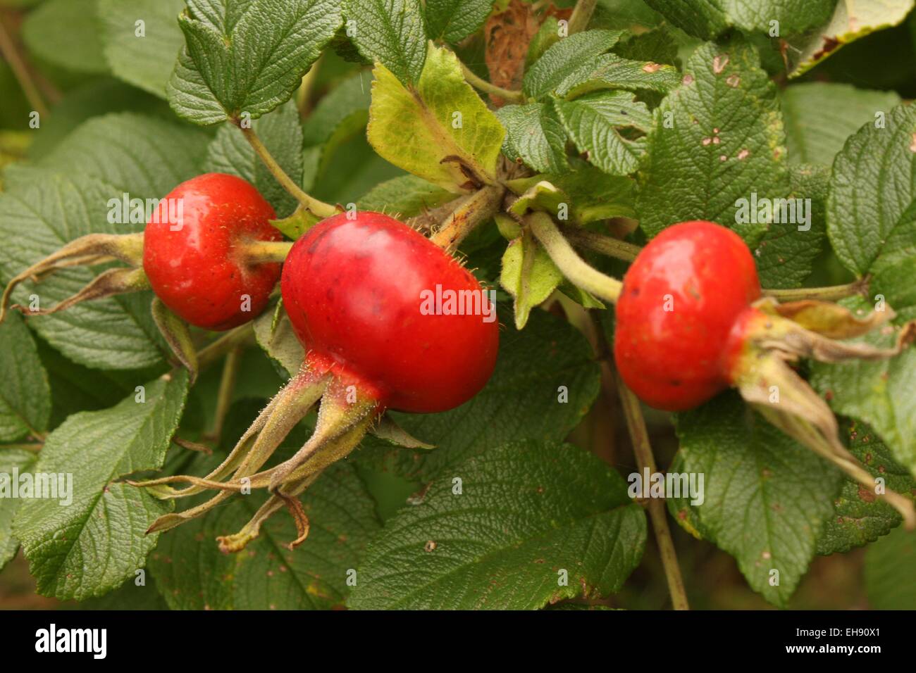 Briar growing on plant Stock Photo 79488921 Alamy