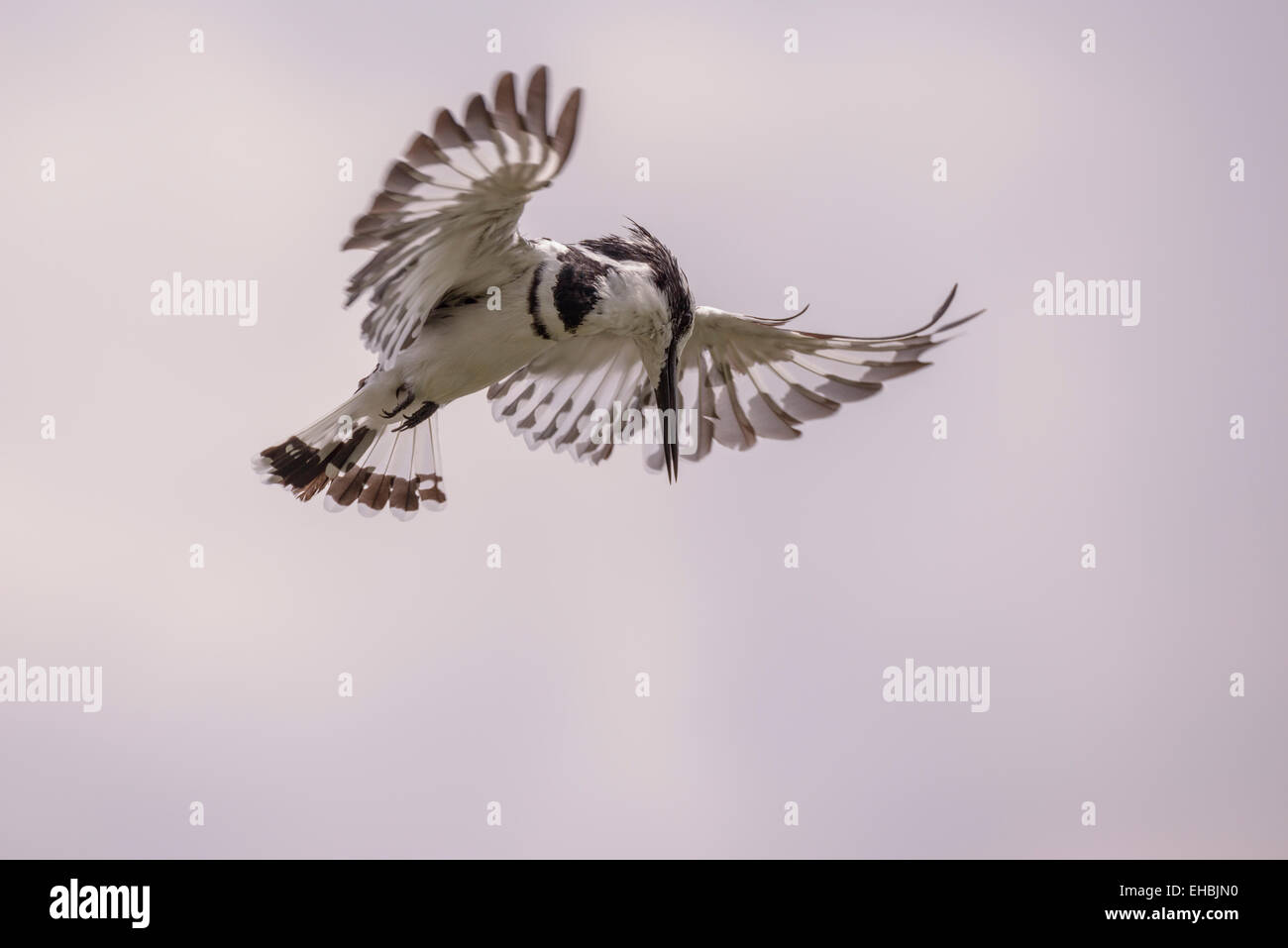 pied-kingfisher-hovers-above-lake-wings-