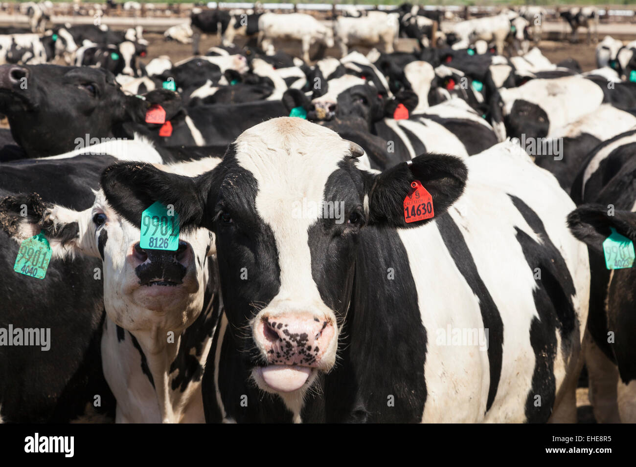 Holstein steers on feedlot to fatten up before being sent to a Stock