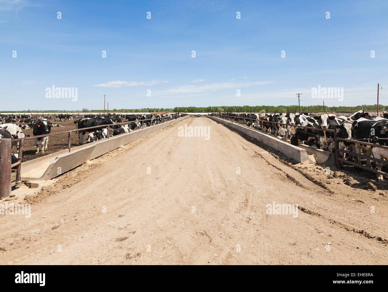 Holstein steers and concrete feed troughs on feedlot to fatten up Stock