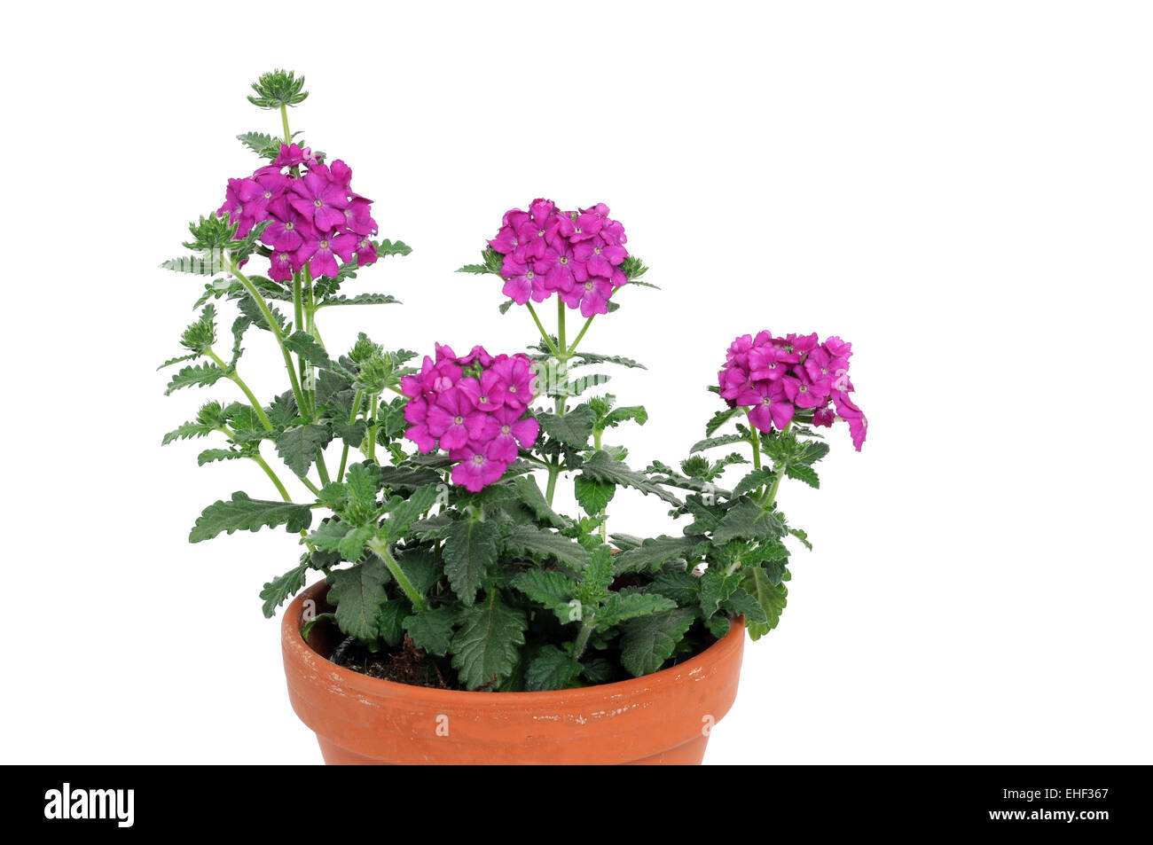 verbene-verbena-stock-photo-royalty-free-image-79622431-alamy