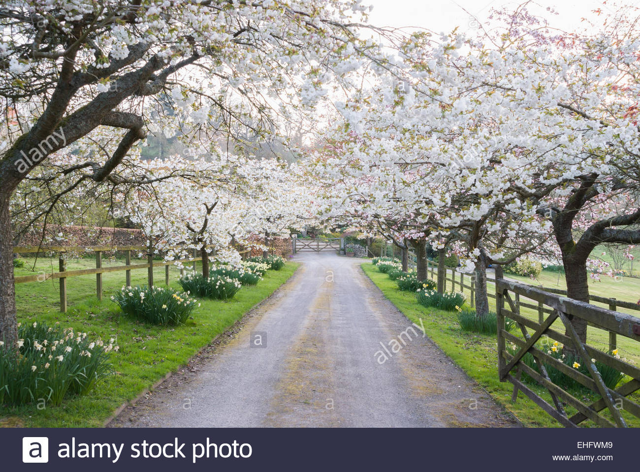 Cherry blossom avenue greets visitors, Prunus 'Shirotae' Stock Photo