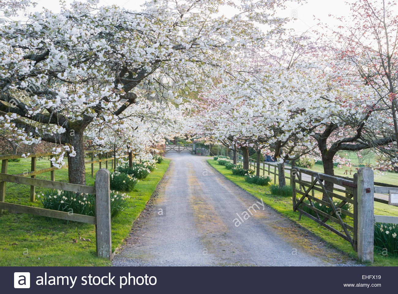 cherry tree 4th ave cherry blossom avenue greets visitors prunus shirotae stock photo 79640325 alamy cherry tree 4th ave cherry blossom avenue greets visitors prunus shirotae stock photo 79640325 alamy
