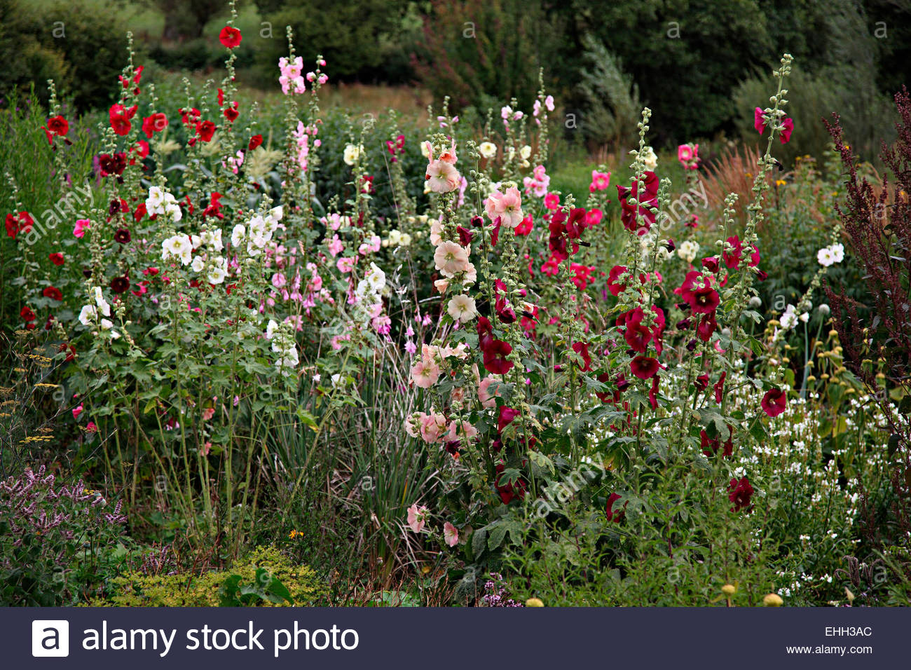 kingsbury garden garden ftempo kingsbury garden garden ftempo