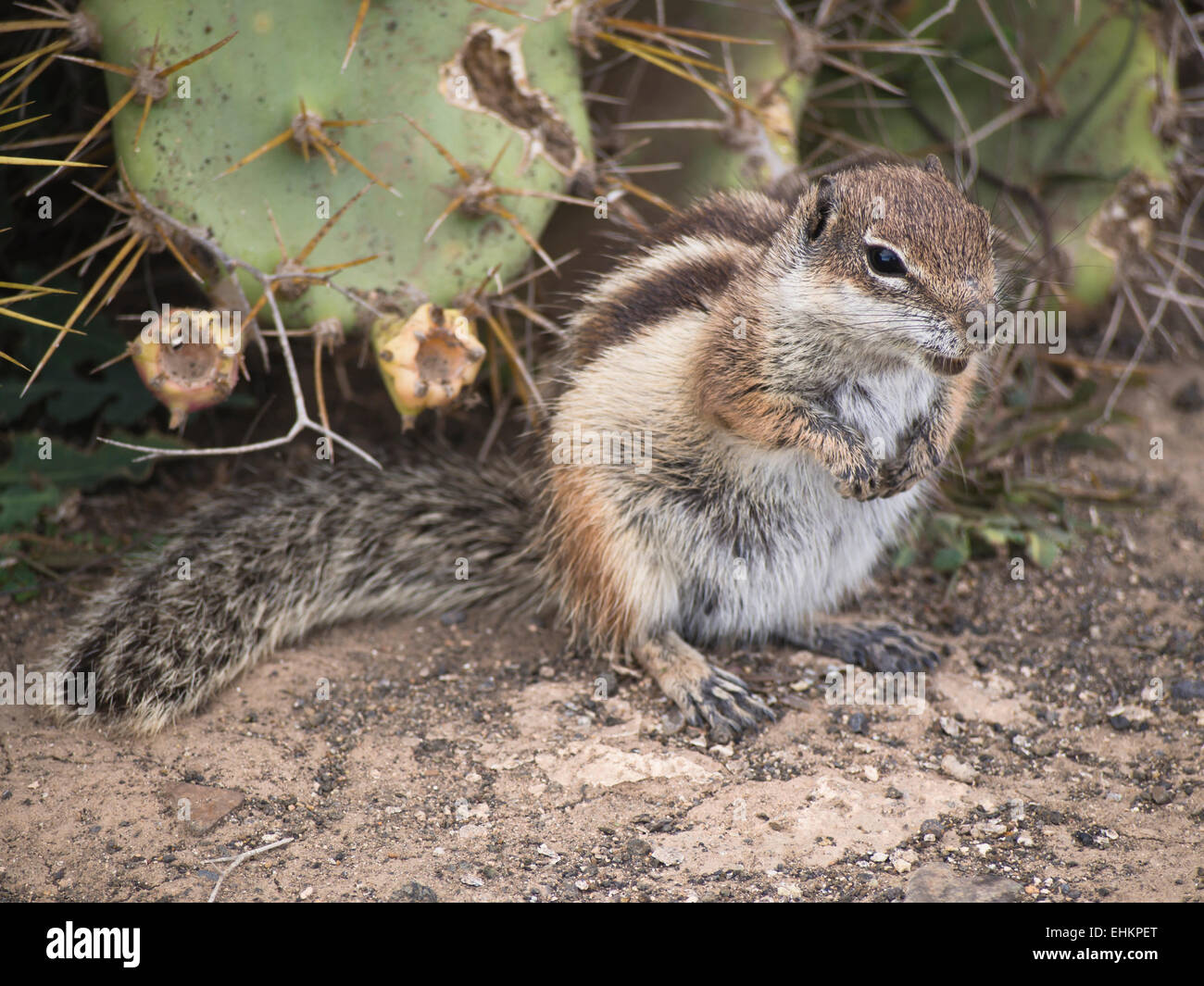 barbary-ground-squirrel-atlantoxerus-get