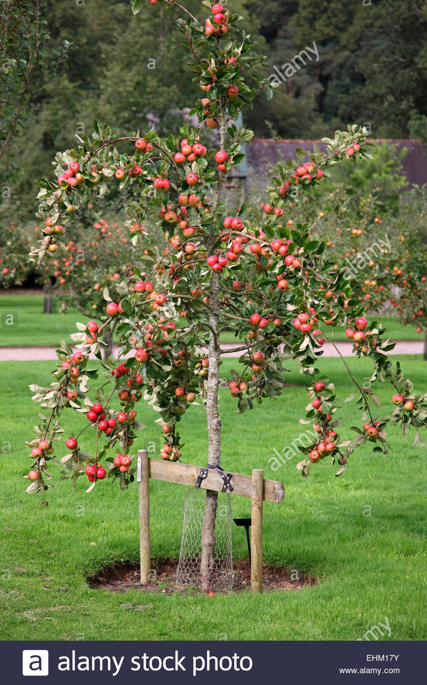 buying rootstock apple trees