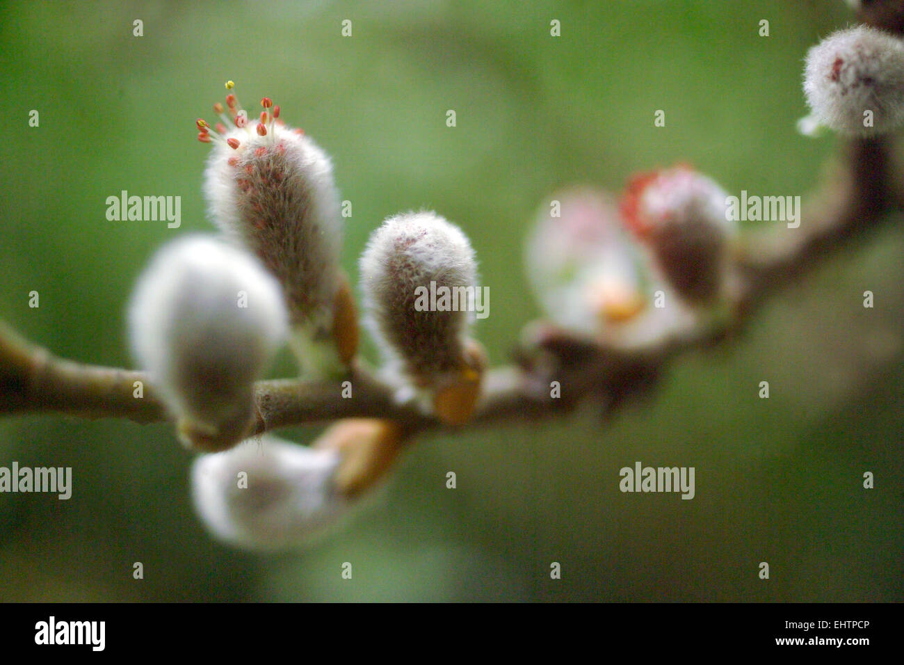 Catkins On Pussy Willow Stock Photo Alamy