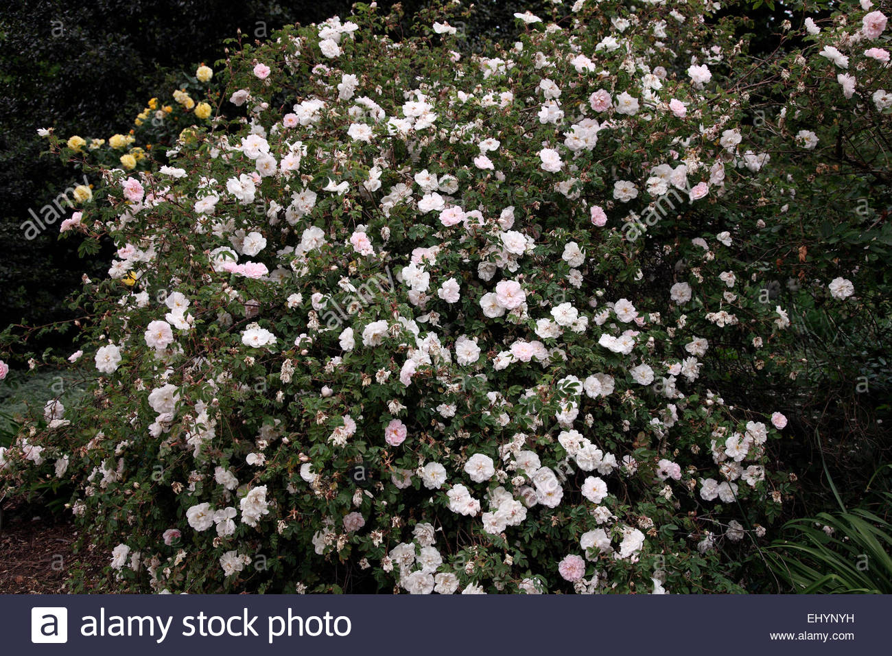 Rosa 'Stanwell Perpetual' Stock Photo 79900565 Alamy