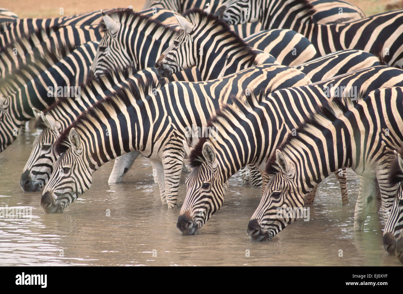 Burchell S Zebra Equus Burchelli Equidae Zebra Herde Water Whole