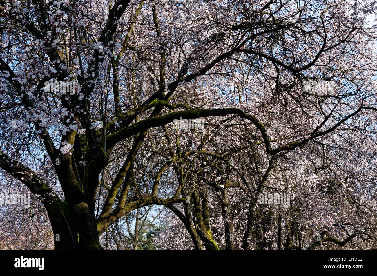 tangled branches of blossoming japanese ornamental plum tangled branches of blossoming japanese ornamental plum
