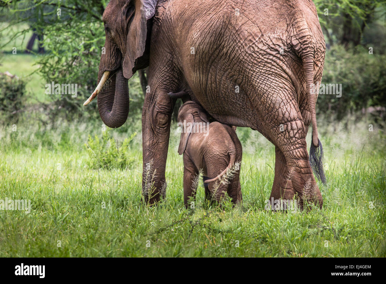 Mother And Baby African Elephants Walking In Savannah In The Tarangire