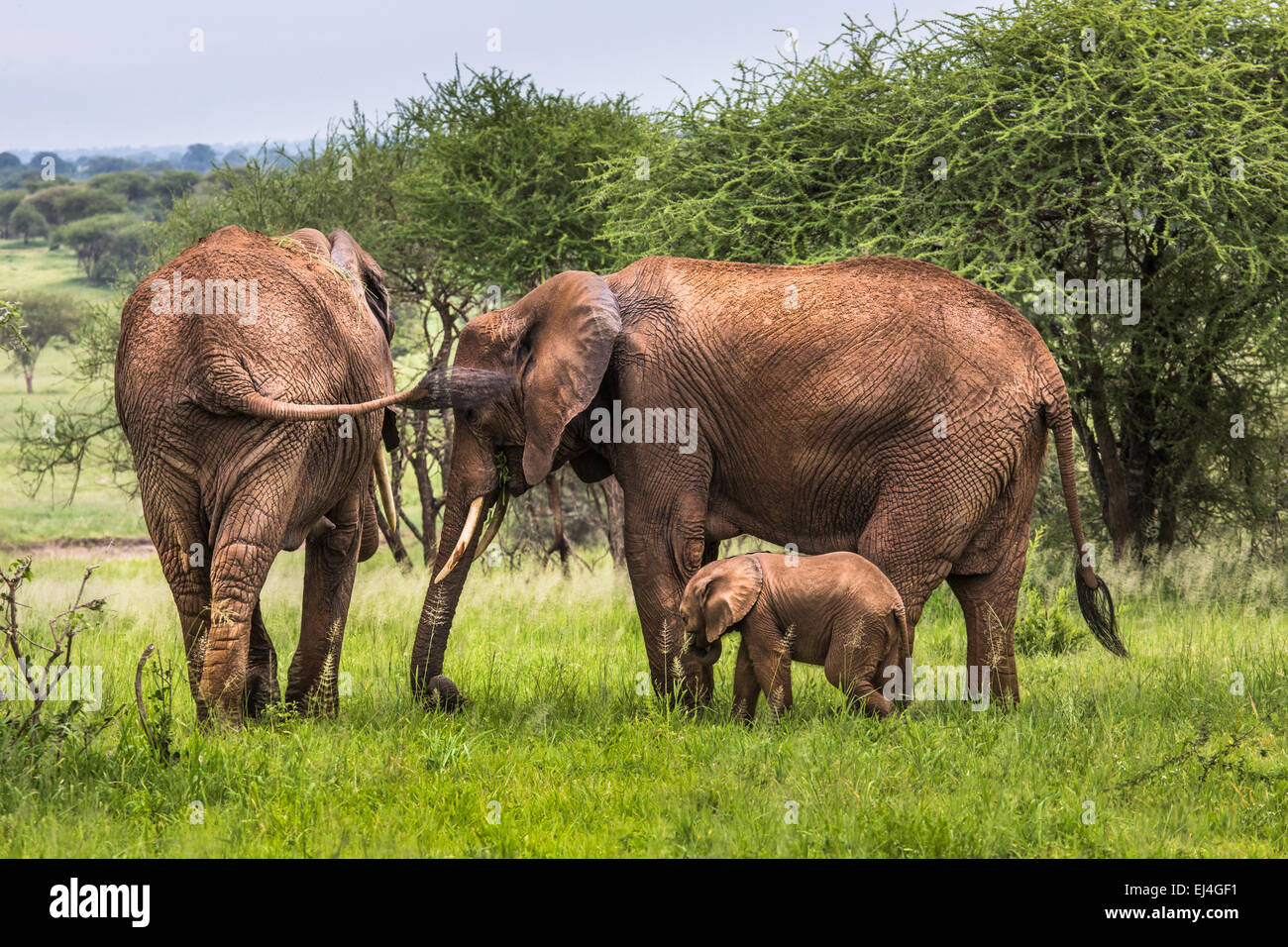 Mother And Baby African Elephants Walking In Savannah In The Tarangire