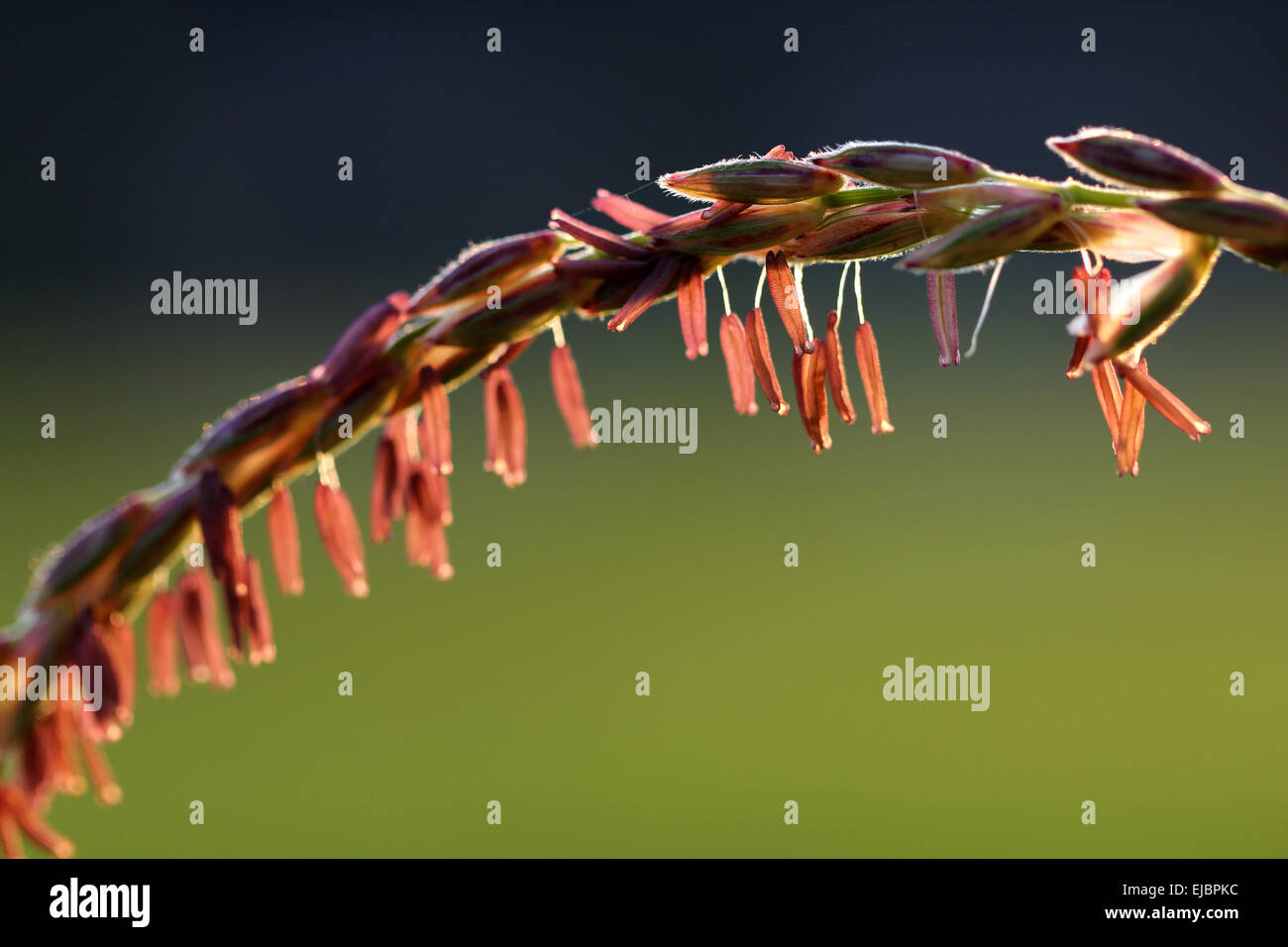 Male Flowers Zea Mays Stock Photo, Royalty Free Image 80164544 Alamy