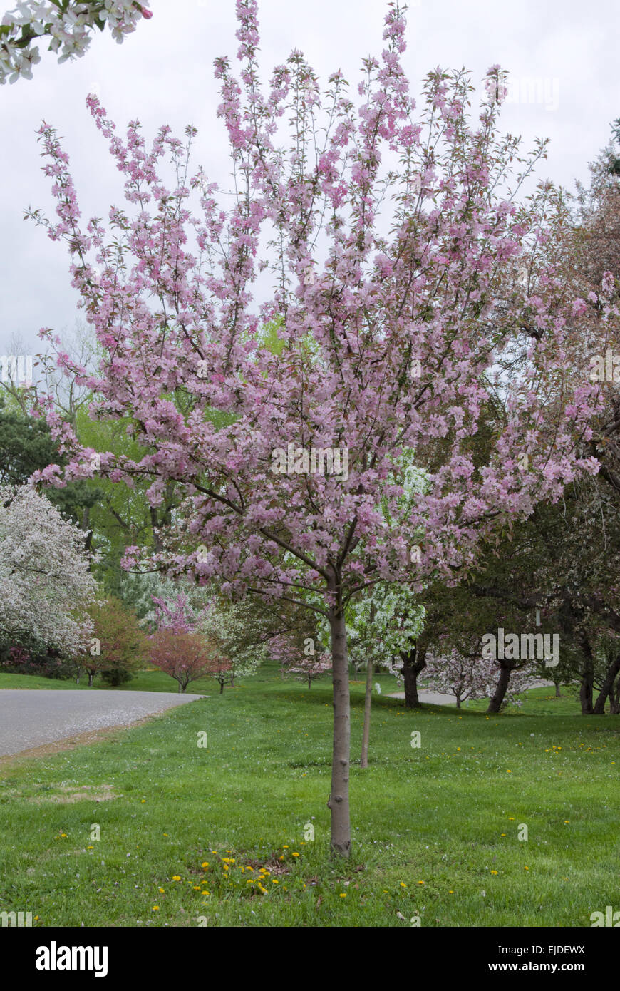 Malus HOPA , Crabapple variety Stock Photo, Royalty Free Image