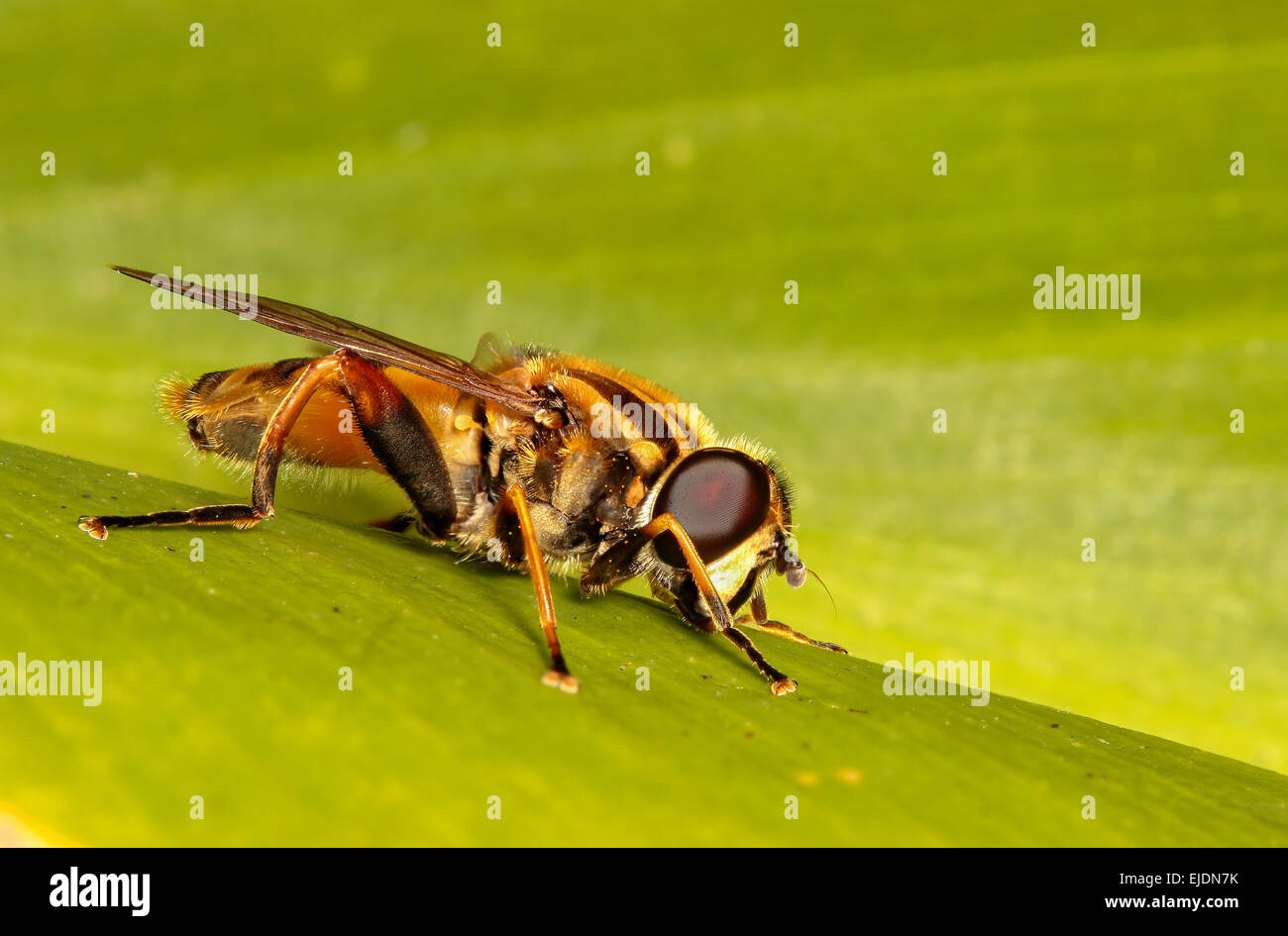 stacked-image-of-a-garden-hoverfly-helop