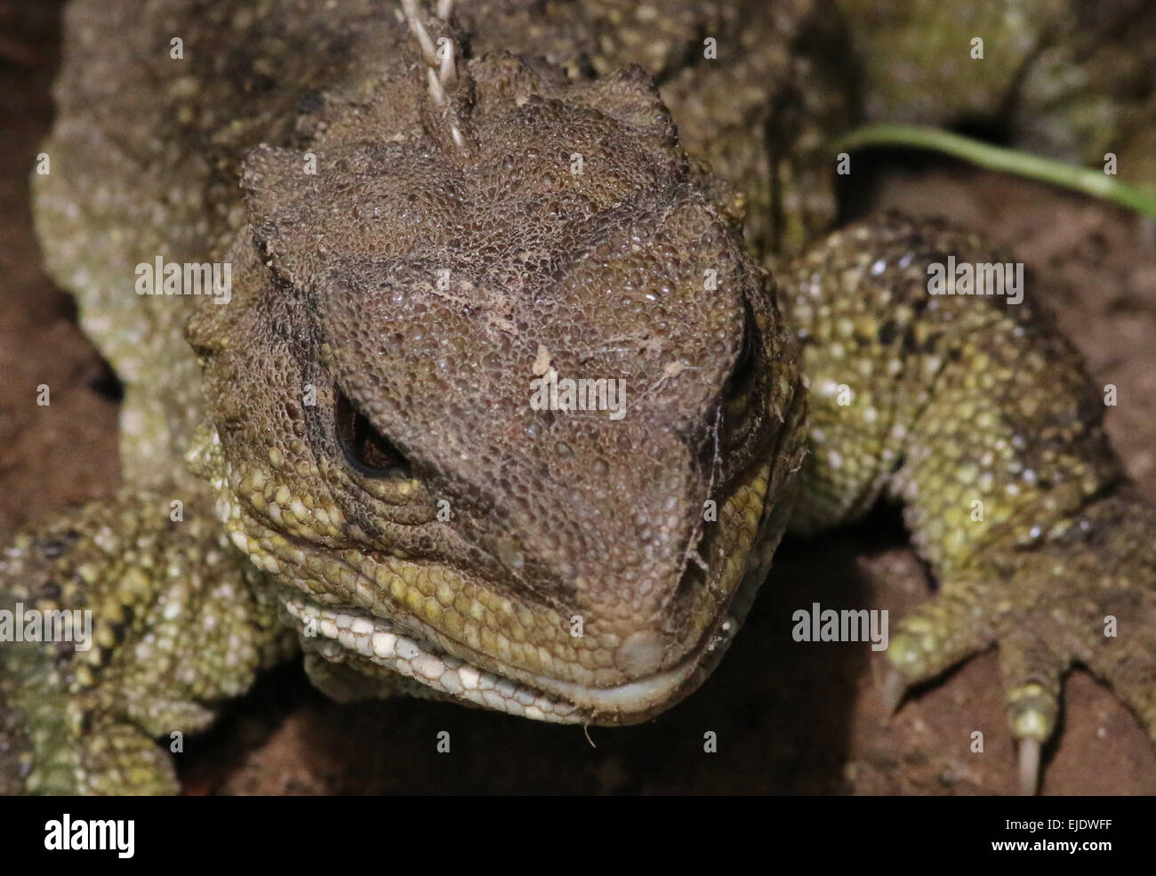 Tuatara at Zealandia, Wellington, a reptile endemic New Zealand Stock