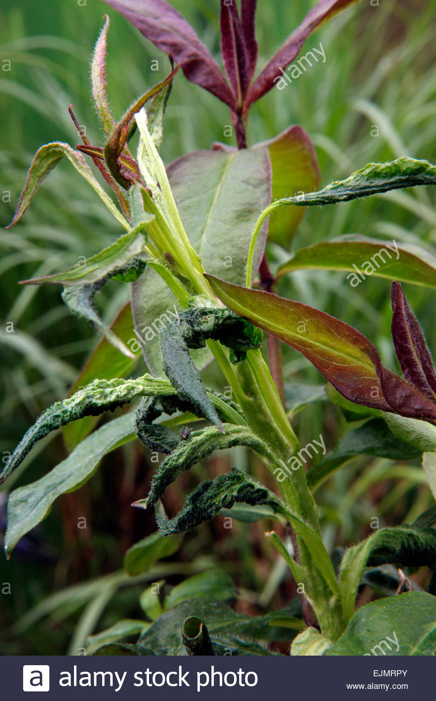 Phlox paniculata cultivar symptoms of Phlox stem eelworm with Stock