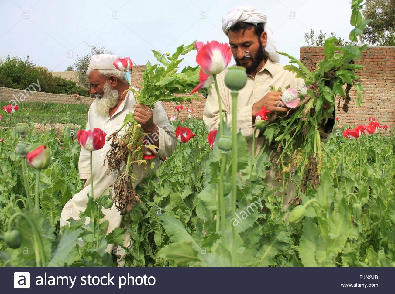 Afghan Opium Harvesting Protected by British & American Occupation ...