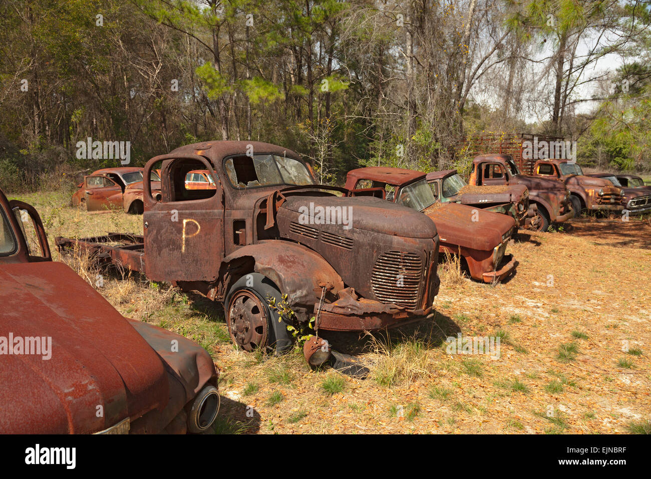 Car graveyard in Florida. Several old, defunct and rusty automobiles