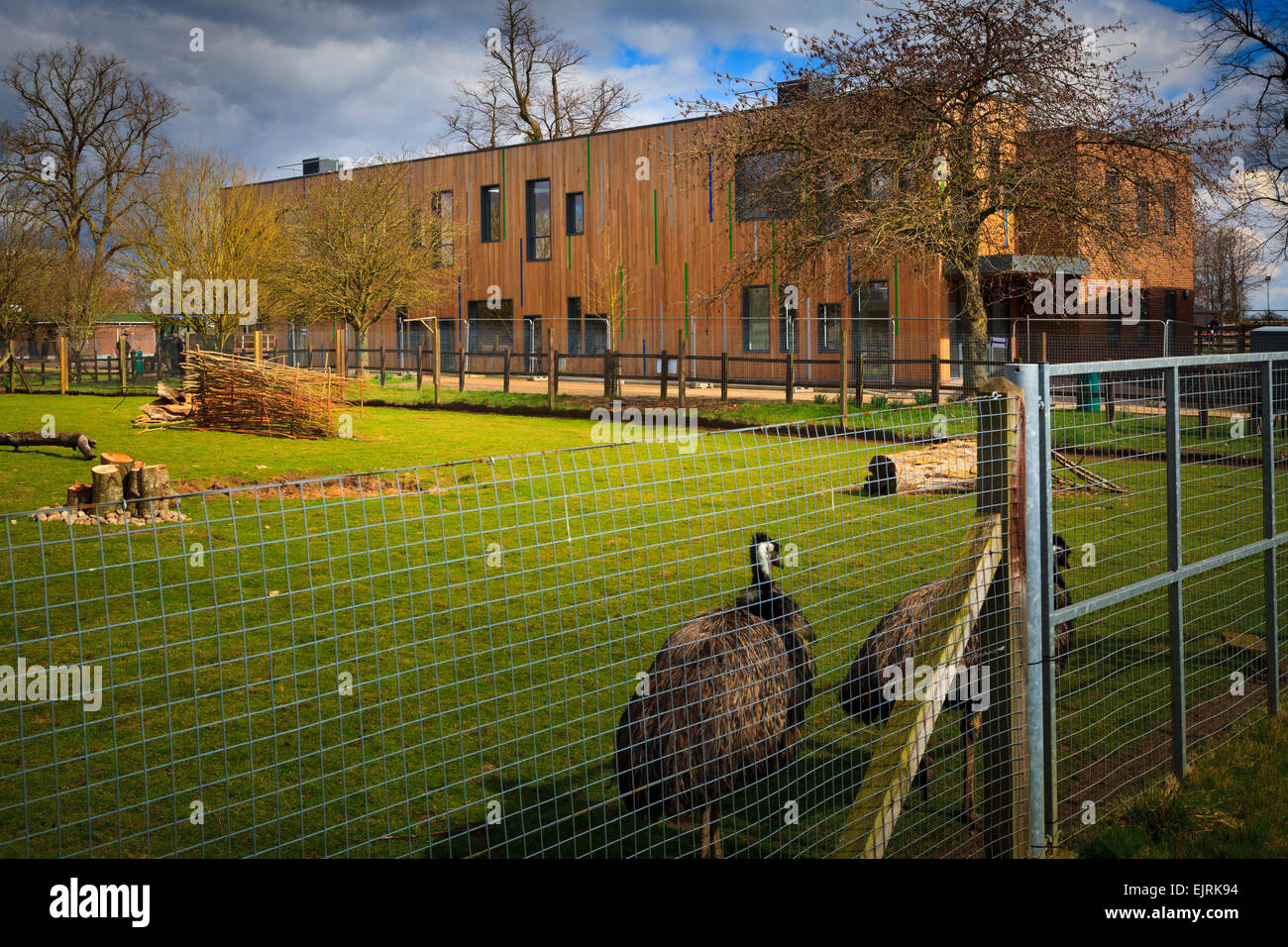 Rheas In A Fenced Enclosure At The Berkshire College Of Agriculture